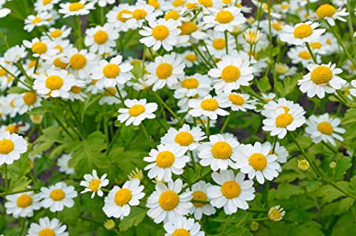 JustSeed - Herb - Green Feverfew - Tanacetum partheniu - 900 Seeds