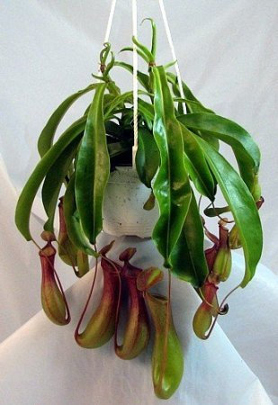 Asian Pitcher Plant - Nepenthes - Carnivorous - Exotic - 6 Hanging Basket