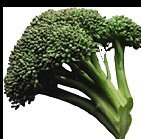1000 Early Fall RAPINI Broccoli (Broccoli Raab/Broccoli Rabe/Brocoletti/CIMA di Rapa) Brassica Ruvo Vegetable Seeds