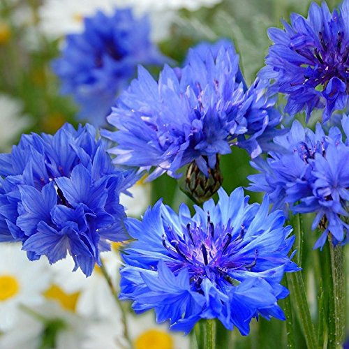 Centaurée cyanus Double Midget - bleuet 300 graines