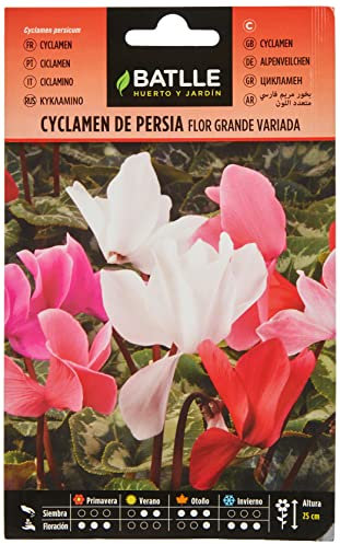 Semillas Batlle Cyclamen PERSIA Variado