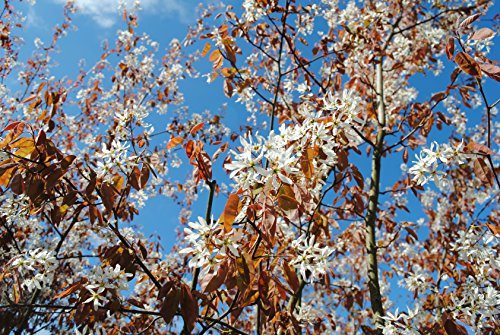 Kupferfelsenbirne im Topf/Cont. 40 - 60 cm