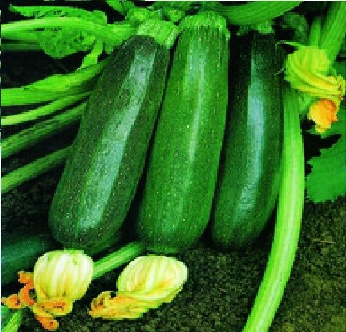 Just Seed - Vegetable - Courgette - Nero di Milano - 15 Seeds