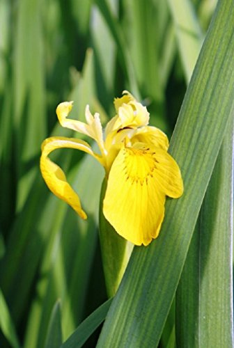 WASSERPFLANZEN WOLFF - Iris pseudacorus - Staude des Jahres 2016 - Wasserschwertlilie - Sumpfschwertlilie, gelb - heimisch - winterhart - 4er-Set QUALITÄTSSTAUDEN im PFLANZKORB