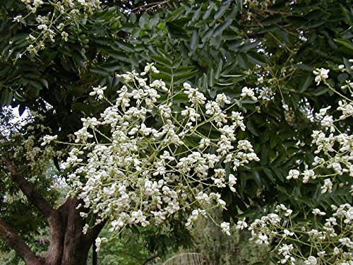 Japanische Pagode, Sophora japonica, Baum 10 Samen (Fast, Auffälliges, duftend, Bonsai)