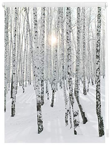 Lichtblick Klemmfix Tageslicht-Rollo mit Motiv, ohne Bohren, Blickdicht, Seitenzugrollo, Made in Germany, Birkenwald - Weiß 70 x 150 cm (B x L)