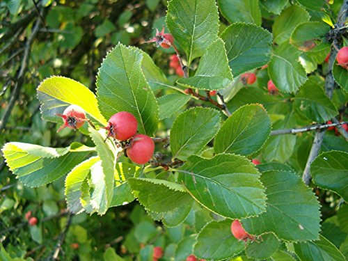 Broad LEAVED Cockspur Thorn Crataegus persimilis Prunifolia Orange Fall Colour, 15-20cm