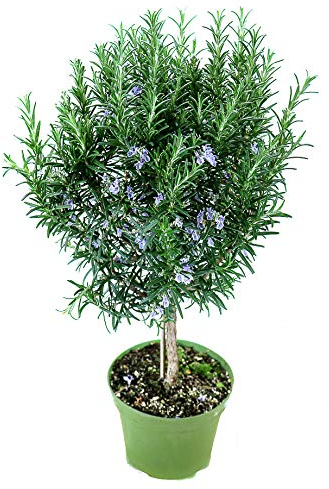 Rosmarin Baum - Stamm - Stämmchen - Rosmarinus officinalis- Kräuter Pflanze