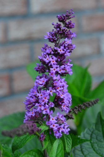 Buddleja davidii 'Border Beauty' 40–60 cm im 3 L Container – Winterhart, Mehrjährig & Pflegeleicht – Schmetterlingsstrauch – Zierstrauch für Garten & Kübel