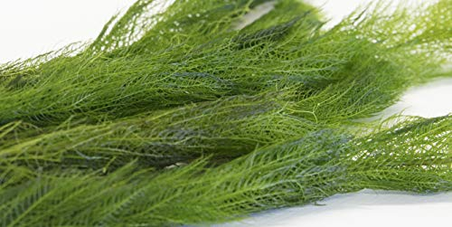 Lincolnshire Pond Plants - Milfoil Oxygenating Pond Plant (2 Bunch)