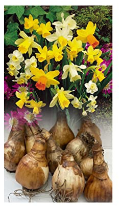 25 Mixed Miniature Daffodil/Narcissus Bulbs Hardy Dwarf Spring Garden Perennial : - by GARTHWAITE NURSERIES® : - UK Stockist
