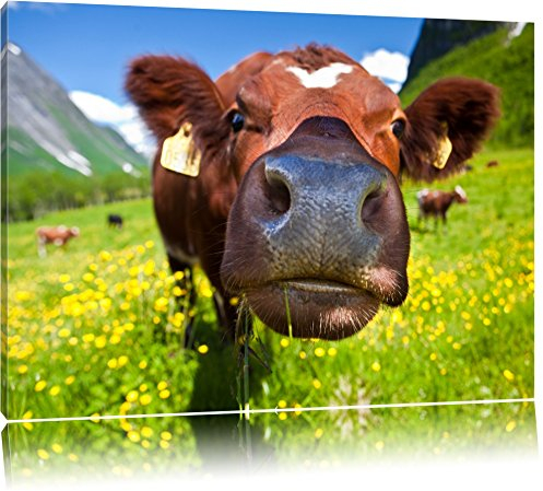 Pixxprint Süße Alpen Kuh auf Bergwiese, Größe: 120x80cm, Leinwandbild, fertig gespannt, Wandbild, Dekoration, Kunstdruck, kein Poster