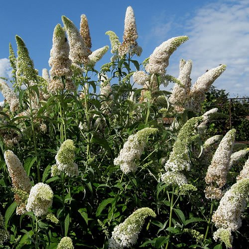 Buddleia davidii White Profusion Butterfly Bush Hardy Outdoor Shrub Plant in Pot (9cm Pot, 20-30cm)