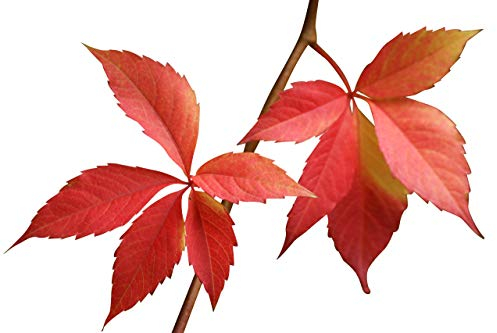 Selbstkletternde Jungfernrebe -Parthenocissus quinquefolia- 15 Samen *Wilder Wein*