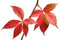 Selbstkletternde Jungfernrebe -Parthenocissus quinquefolia- 15 Samen *Wilder Wein*