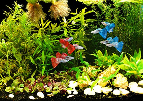 Zoomeister - Pflanzen-Set Guppy bis 60L- für Lebendgebärende & hartes Wasser