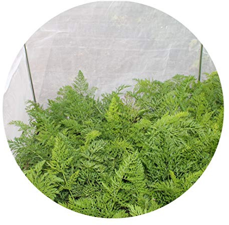 Carrot Fence Netting Kits (10.5