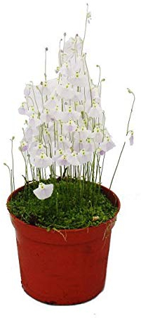 Exotenherz - Fleischfressende Pflanze - Wasserschlauch - Utricularia - 9cm Topf - Rarität