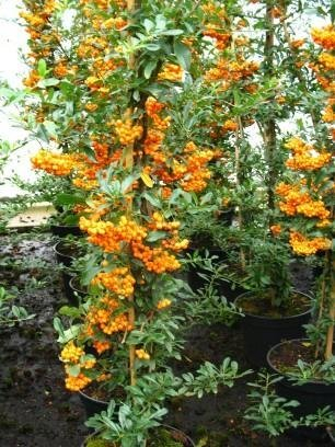 Feuerdorn Pyracantha Orange Charmer 80 cm hoch im 3 Liter Container