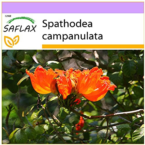 SAFLAX - Albero dei tulipani - 30 semi - Spathodea campanulata