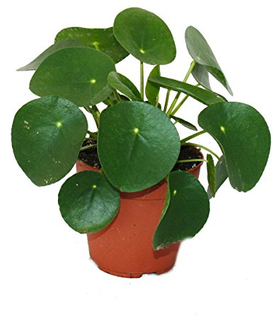 Exotenherz Pilea peperomioides - Glückstaler - Chinesischer Geldbaum - Bauchnabelpflanze im 11cm Topf