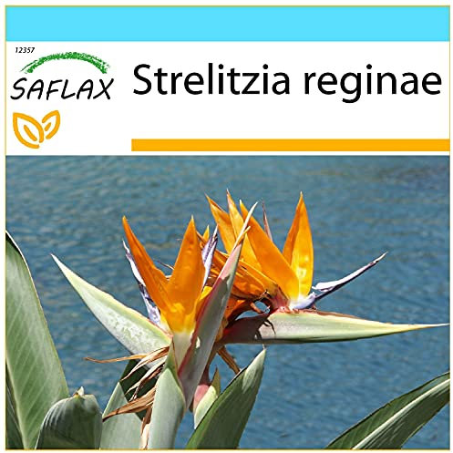 SAFLAX - Kit cadeau - Oiseau de paradis (reginae) - 5 graines - Strelitzia reginae