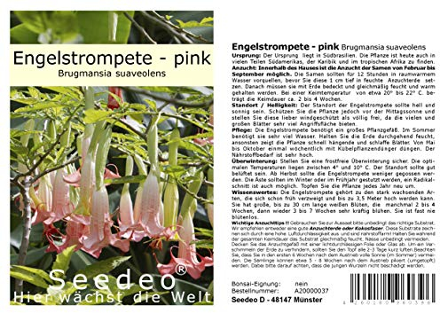 Seedeo® Engelstrompete pink - Brugmansia suaveolens 10 Samen