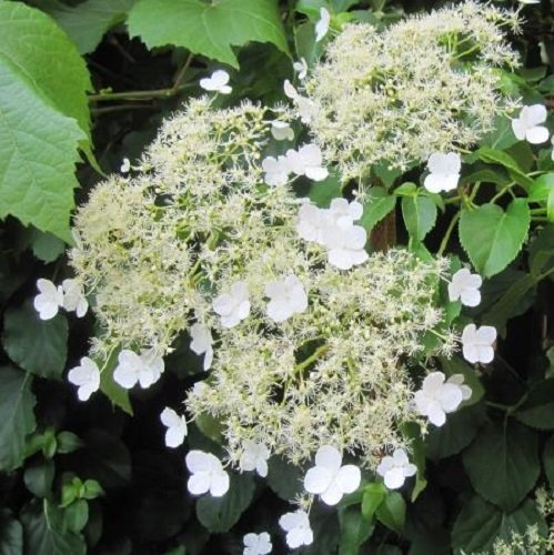 Kletterhortensie (Hydrangea anomala Petiolaris/Hortensie) Kletterpflanze - Weiß, Mehrjährig & Winterhart - Hortensien - 2 Liter Topf | ClematisOnline Kletterpflanzen