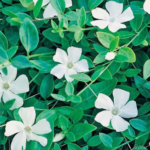GARTEN SCHLÜTER® Vinca minor 'Alba' | Weißes Immergrün 'Alba' - Bodendecker mit weißen Blüten: unverwüstlich, winterhart - 1 Pflanze im Topfballen