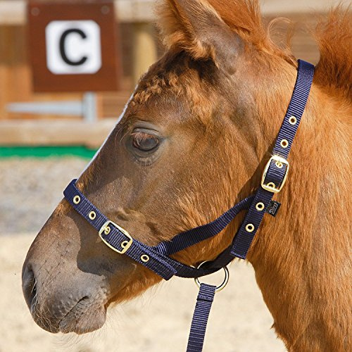 Shires - Tiras de potro (nailon), rojo, FOAL