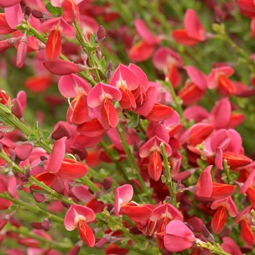 Cytisus Boskoop Ruby Broom Evergreen Shrub Hardy Outdoor Garden Plant in Pot (9cm Pot, 15-25cm)