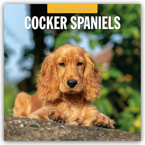 Cocker Spaniels 2025 Square Wall Calendar