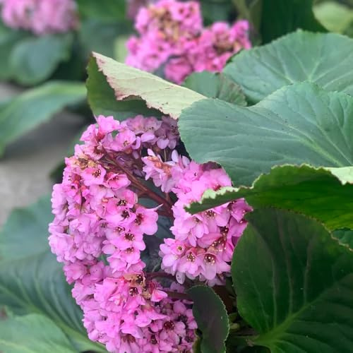 semillas resistentes de bergenia de cocina, balcón, aromáticas, bergenia cordifolia, Balcón con jardín, perennes resistentes 300pcs