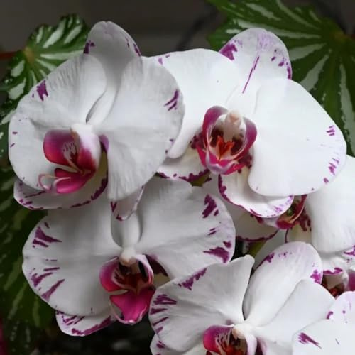 Semillas de orquídeas phalaenopsis - Decoración balcón jardin como para 400pcs