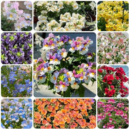ElfenspiegelSamen, Nemesis, winterharte für garten exotische blumensamen gartenpflanzen winterhart mehrjährig 300Samen