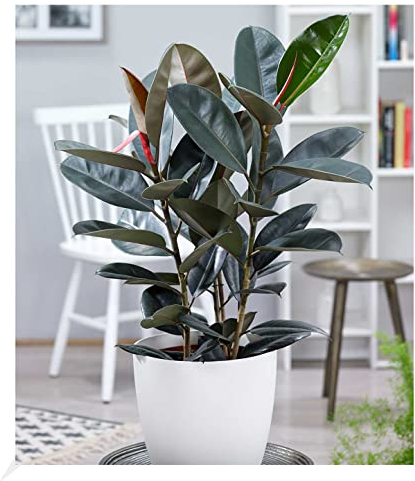 BALDUR Garten Gummibaum Abidjan ca. 80-90 cm hoch, 1 PflanzeLuftreinigende Zimmerpflanze, unterstützt das Raumklima, Ficus elastica Zimmerpflanze, Grünpflanze, mehrjährig - frostfrei halten