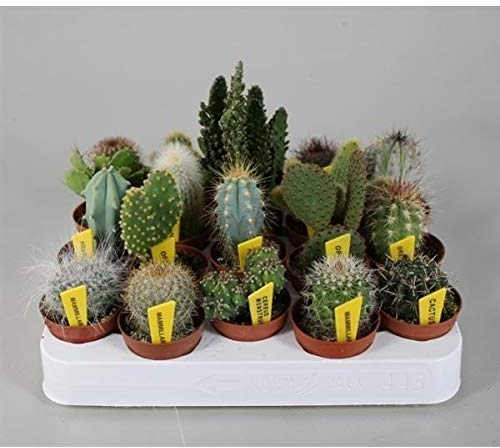 Mini-Kakteen Set mit 10 Sukkulenten – Pflegeleichte Zimmerpflanzen für Ihr Zuhause – Grünes Pflanzen Set für Dekoration und Luftverbesserung