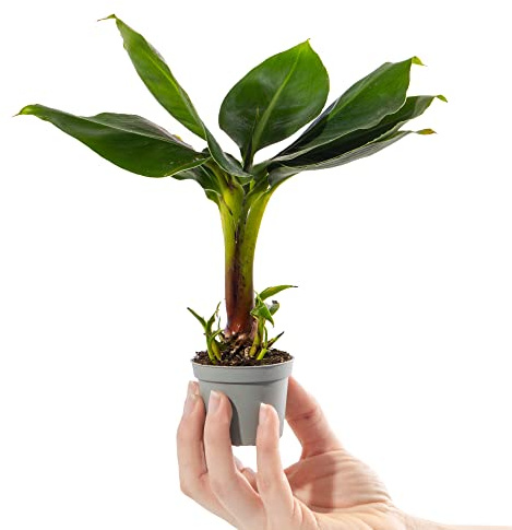 Mini Bananier Musa Acuminata Petite plante d'intérieur décorative en pot 6 cm