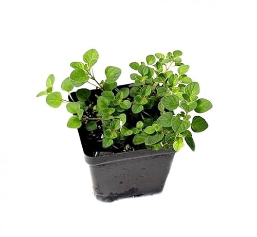 Planta de Exterior Natural Origanum Vulgare Comunmente Conocida como Orégano