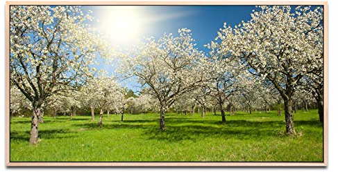Wiese mit Apfelbäumen ca. 130x70cm Wandbild inklusive Schattenfugenrahmen naturfarbend - Panorama Leinwand Bild XXL Format Wandbilder Wohnzimmer Wohnung Deko Kunstdrucke