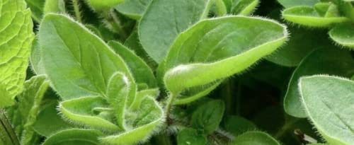 3150 Seeds of Herb - Marjoram Origanum Majorana