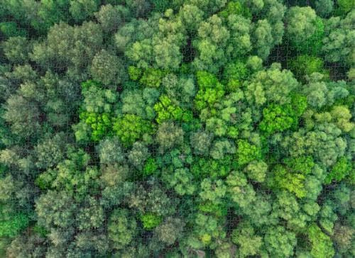 1000 Piece Puzzle for Adults Jigsaw Puzzles Hard Challenging Difficult Family Cool Large Top Down Aerial View deciduous Trees Forest Puzzles for Adults 1000 Pieces