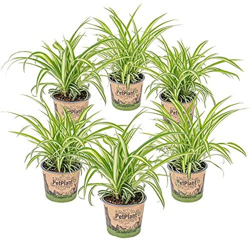 Bloomique - 6er-Set - Chlorophytum Variegatum - Grünlilie - Zimmerpflanzen - Luftreinigend - Tierfreundlich - 20-30 cm Hoch - Topf 12 cm