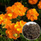 PERZOE 30 Unids Semillas de Flores Fáciles de Cultivar Semillas de Cosmos Sulphureus Resistentes al Calor para la Decoración del Jardín del Balcón Semillas