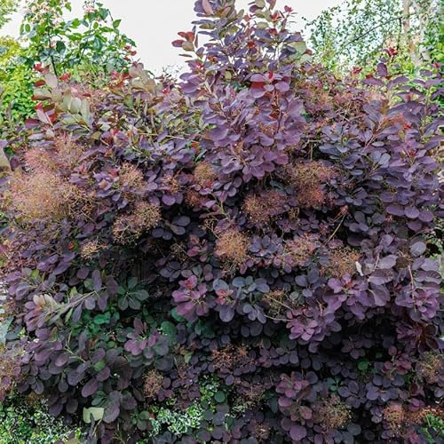 Perückenstrauch Royal Purple 2L - Äußerst beeindruckend
