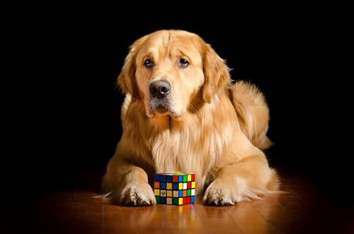 OZLHSP kinderpuzzle 3D Puzzle 500 Teile Golden Retriever-Junges 52x38cm