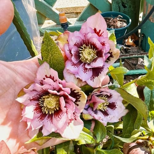 christrose gartendeko für draußen christrosen herbstpflanzen winterhart blühend balkon garten garten hochbeet gartenkräuter gartenblumen mehrjährig winterhart bonsai topf blumendeko 100samen