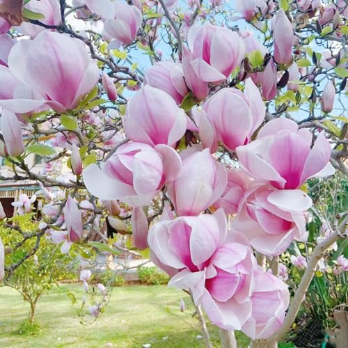 Árbol de magnolia,de magnolia,interior,exterior resistentes resistentes jardín,el jardín exóticas,largo período una 200semilla