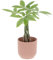 KENTIS - Pachira Acquatica - Pianta da Interno Portafortuna - Piante Vere da Appartamento - H 35-45 cm Vaso Ø 12 cm
