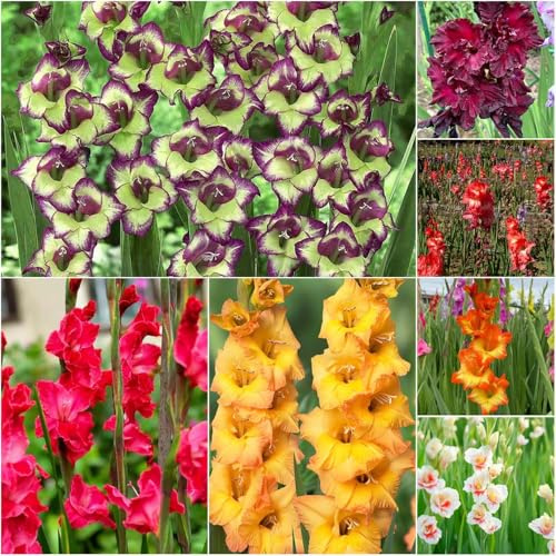 gladiolen mix - kräutergarten gladiolen mix hochbeete für garten steingartenpflanzen winterhart balkonpflanzen büropflanzen bodendecker winterhart pflanzendeko topfpflanzen 15zwiebeln